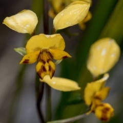 Diuris nigromontana (Black Mountain Leopard Orchid) at Bruce, ACT - 29 Oct 2016 by Bron