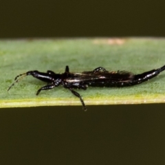 Phlaeothripidae sp. (family) (A thrip) at Bruce, ACT - 29 Oct 2016 by Bron