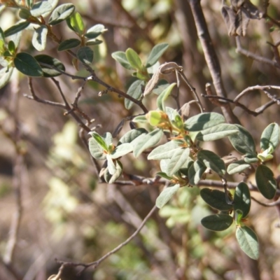 Pomaderris pallida (Pale Pomaderris) at Uriarra Village, ACT - 16 Mar 2020 by MichaelMulvaney