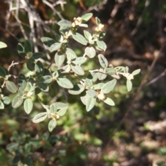 Pomaderris pallida at Uriarra Village, ACT - 16 Mar 2020