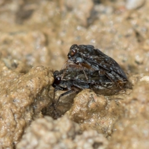 Saldidae sp. (family) at Bruce, ACT - 29 Oct 2016 12:30 PM