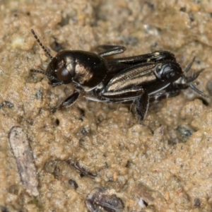 Tridactylus australicus at Bruce, ACT - 29 Oct 2016 12:31 PM