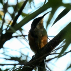 Acanthorhynchus tenuirostris (Eastern Spinebill) at Hughes, ACT - 18 Mar 2020 by Ct1000