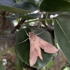 Hippotion scrofa (Coprosma Hawk Moth) at Quaama, NSW - 11 Mar 2020 by FionaG