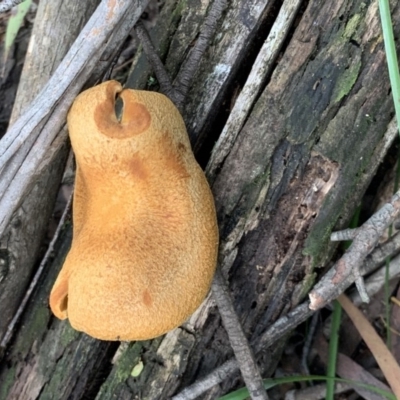 Gymnopilus sp. (Gymnopilus) at Quaama, NSW - 9 Mar 2020 by FionaG