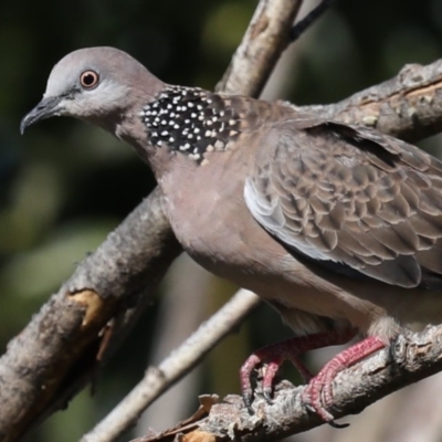 Spilopelia chinensis (Spotted Dove) at Fyshwick, ACT - 18 Mar 2020 by jb2602