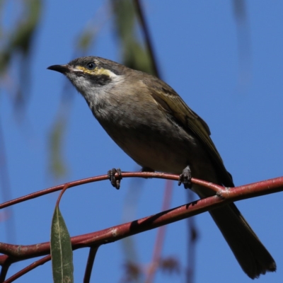 Caligavis chrysops (Yellow-faced Honeyeater) at Fyshwick, ACT - 18 Mar 2020 by jbromilow50