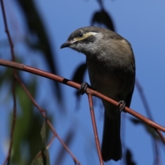 Caligavis chrysops at Fyshwick, ACT - 18 Mar 2020 02:54 PM