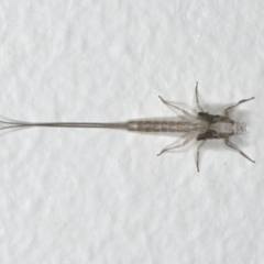 Ephemeroptera (order) (Unidentified Mayfly) at Ainslie, ACT - 18 Mar 2020 by jb2602