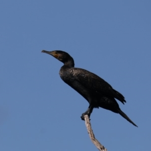 Phalacrocorax carbo at Fyshwick, ACT - 18 Mar 2020 02:25 PM