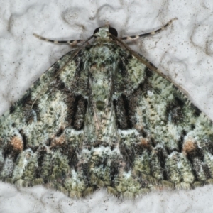 Aeolochroma metarhodata at Ainslie, ACT - 17 Mar 2020