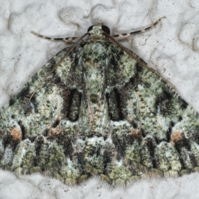 Aeolochroma metarhodata (Tea-tree Emerald) at Ainslie, ACT - 17 Mar 2020 by jb2602