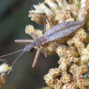 Dicrotelus prolixus at Kosciuszko National Park, NSW - 11 Mar 2020