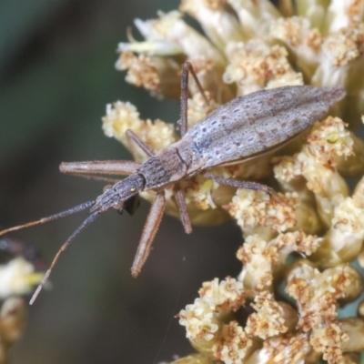 Dicrotelus prolixus (Assassin bug) at Kosciuszko National Park, NSW - 11 Mar 2020 by Harrisi