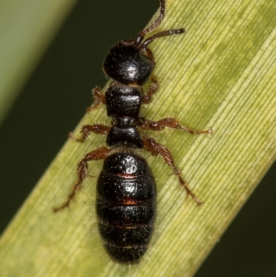 Thynninae (subfamily) (Smooth flower wasp) at Bruce Ridge to Gossan Hill - 29 Oct 2016 by Bron