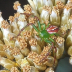 Australomisidia rosea (Rosy Flower Spider) at Kosciuszko National Park - 11 Mar 2020 by Harrisi