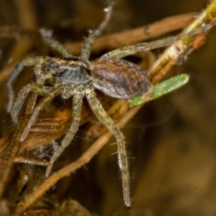 Pisauridae (family) (Water spider) at Bruce, ACT - 17 Nov 2016 by Bron