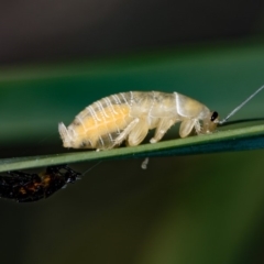 Ellipsidion australe (Austral Ellipsidion cockroach) at Bruce Ridge to Gossan Hill - 17 Nov 2016 by Bron