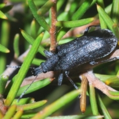 Pachyura australis (Belid weevil) at Kosciuszko National Park - 11 Mar 2020 by Harrisi