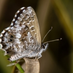 Neolucia agricola (Fringed Heath-blue) at Bruce, ACT - 17 Nov 2016 by Bron