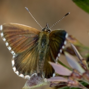 Neolucia agricola at Bruce, ACT - 17 Nov 2016 11:23 AM