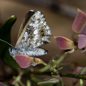 Neolucia agricola at Bruce, ACT - 17 Nov 2016 11:23 AM