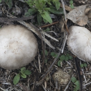 Agaricus sp. at Illilanga & Baroona - 16 Feb 2020 04:24 PM