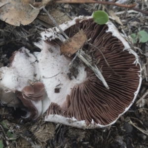 Agaricus sp. at Illilanga & Baroona - 16 Feb 2020 04:24 PM