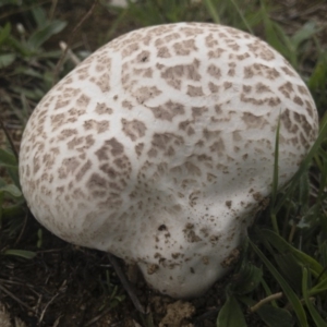 Calvatia sp. at Illilanga & Baroona - 15 Feb 2020 12:40 PM