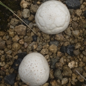 Calvatia sp. at Illilanga & Baroona - 15 Feb 2020 12:40 PM