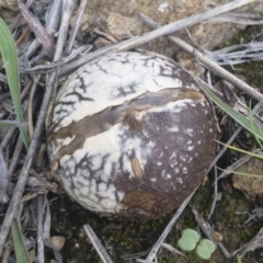 Calvatia sp. at Illilanga & Baroona - 15 Feb 2020 12:40 PM