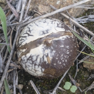 Calvatia sp. at Illilanga & Baroona - 15 Feb 2020