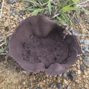 Calvatia sp. at Illilanga & Baroona - 15 Feb 2020