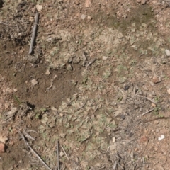 Riccia sp. (genus) at Illilanga & Baroona - 15 Feb 2020 12:56 PM