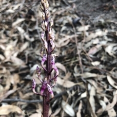 Dipodium sp. (A Hyacinth Orchid) at Bredbo, NSW - 7 Jan 2020 by Illilanga