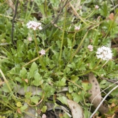 Trachymene humilis subsp. humilis (Alpine Trachymene) at Jerangle, NSW - 23 Jan 2020 by Illilanga