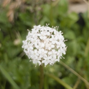 Trachymene humilis subsp. humilis at Jerangle, NSW - 23 Jan 2020