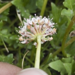 Trachymene humilis subsp. humilis at Jerangle, NSW - 23 Jan 2020