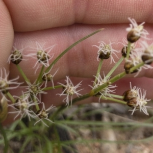 Fimbristylis dichotoma at Illilanga & Baroona - 23 Feb 2020 02:47 PM