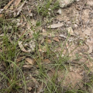 Fimbristylis dichotoma at Illilanga & Baroona - 23 Feb 2020 02:47 PM