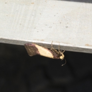 Eulechria heliophanes at Bredbo, NSW - 12 Jan 2020 12:28 PM