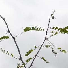 Gleditsia triacanthos (Honey Locust, Thorny Locust) at Wamboin, NSW - 1 Feb 2020 by natureguy