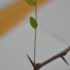 Gleditsia triacanthos at Wamboin, NSW - 1 Feb 2020