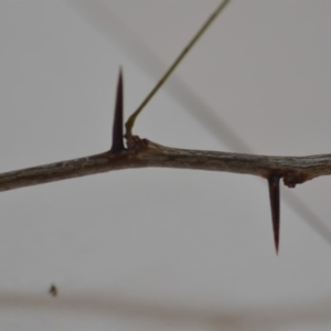 Gleditsia triacanthos at Wamboin, NSW - 1 Feb 2020