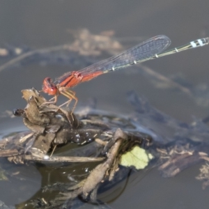 Xanthagrion erythroneurum at Michelago, NSW - 1 Mar 2020