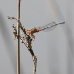 Xanthagrion erythroneurum (Red & Blue Damsel) at Michelago, NSW - 1 Mar 2020 by Illilanga