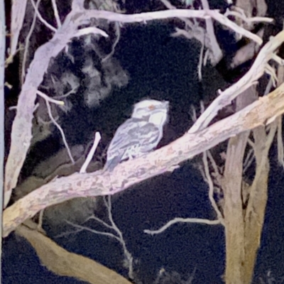 Podargus strigoides (Tawny Frogmouth) at Aranda, ACT - 18 Mar 2020 by rhyshardy