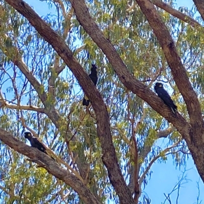 Zanda funerea (Yellow-tailed Black-Cockatoo) at Watson, ACT - 15 Mar 2020 by rhyshardy