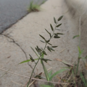 Eragrostis cilianensis at Conder, ACT - 7 Mar 2020