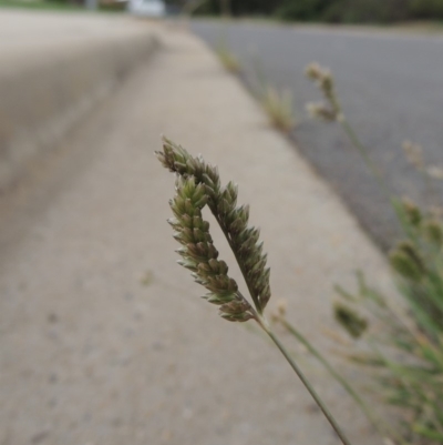 Eleusine tristachya (Goose Grass, Crab Grass, American Crows-Foot Grass) at Conder, ACT - 7 Mar 2020 by MichaelBedingfield